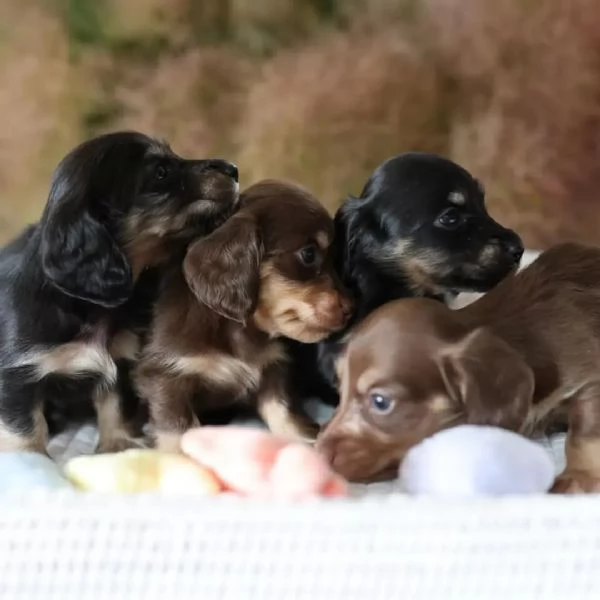 Dachshund babies for sale
