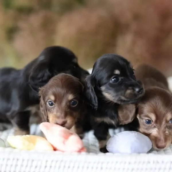 Dachshund babies for sale | Foto 6