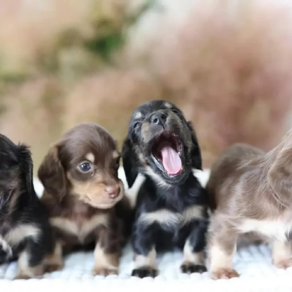 Dachshund babies for sale | Foto 5