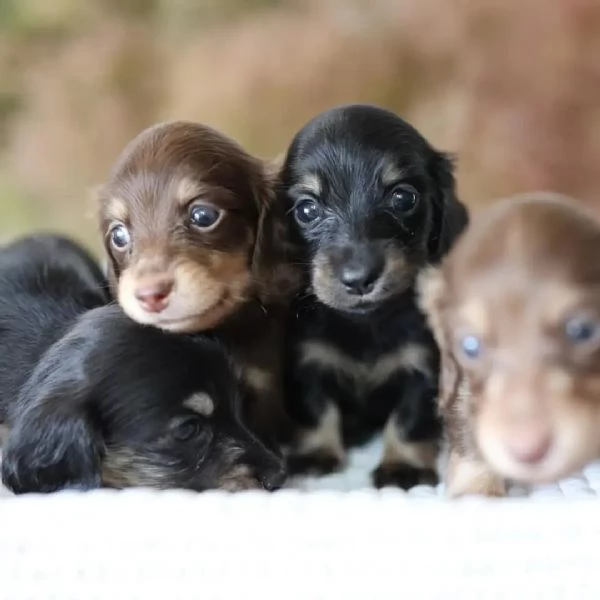 Dachshund babies for sale | Foto 4