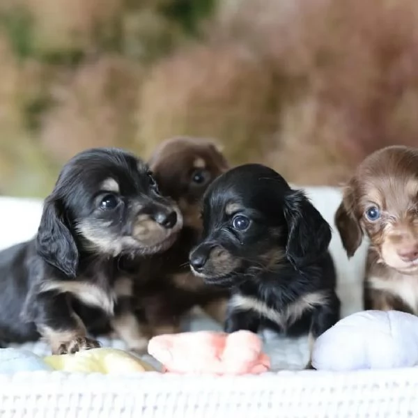 Dachshund babies for sale | Foto 2