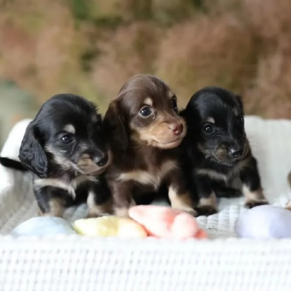 Dachshund babies for sale | Foto 0