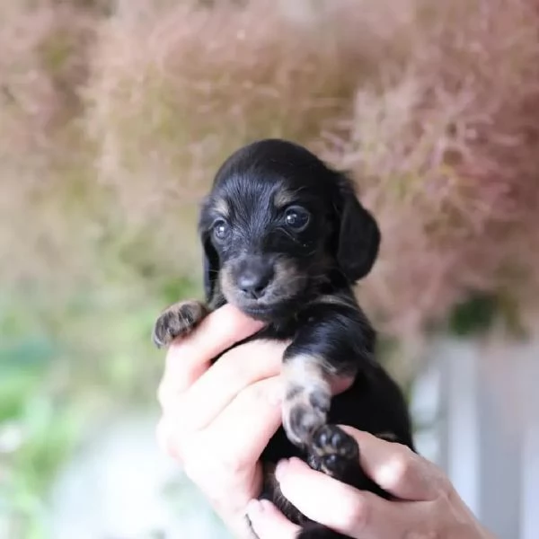 Dachshund babies for sale | Foto 6