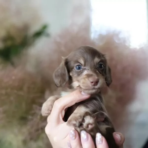 Dachshund babies for sale | Foto 4