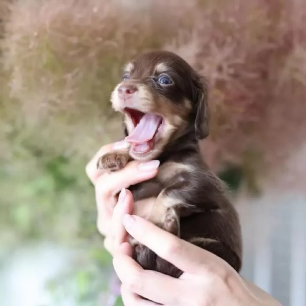 Dachshund babies for sale | Foto 3