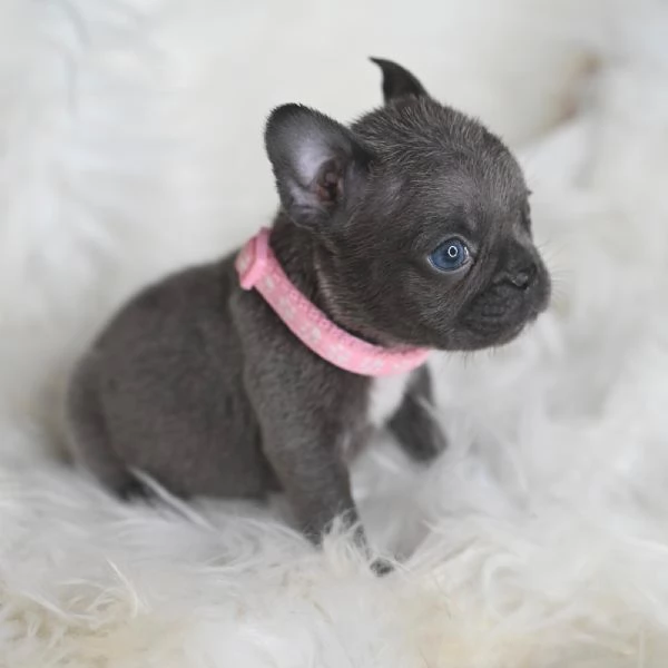 2 splendidi cuccioli di Bulldog Francese 