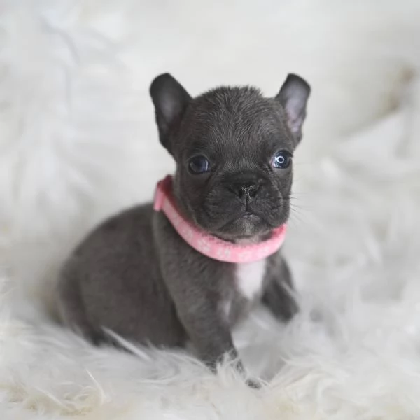 2 splendidi cuccioli di Bulldog Francese  | Foto 2