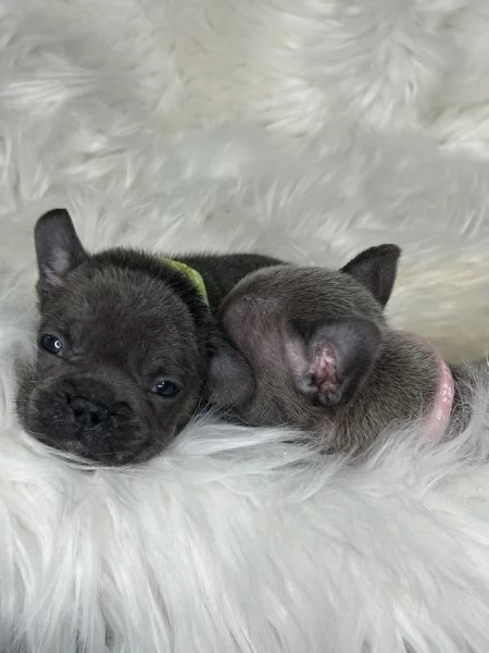 2 splendidi cuccioli di Bulldog Francese  | Foto 0