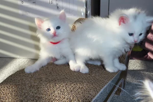 Siberiannini ipoallergenico | Foto 0