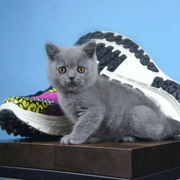 Cuccioli British shorthair