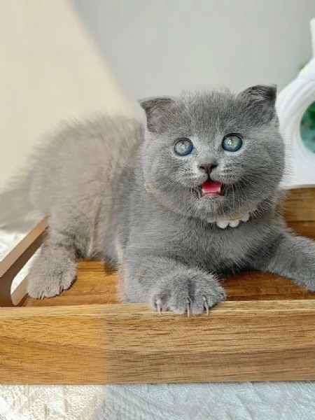 Cucciolo di British Shorthair 