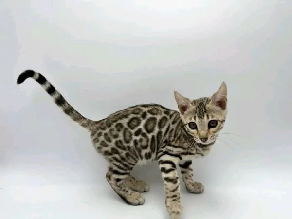 Gattini Bengala (maschi e femmine) | Foto 0