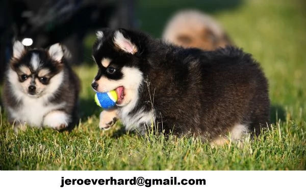 cuccioli di Pomsky disponibili 
