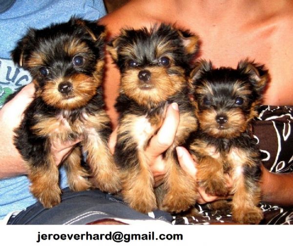 cucciolo cuccioli di yorkshire terrier