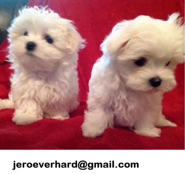 Cucciolo di Maltipoo disponibie 