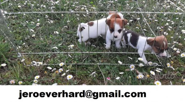  cuccioli di  Jack russell terrier | Foto 0