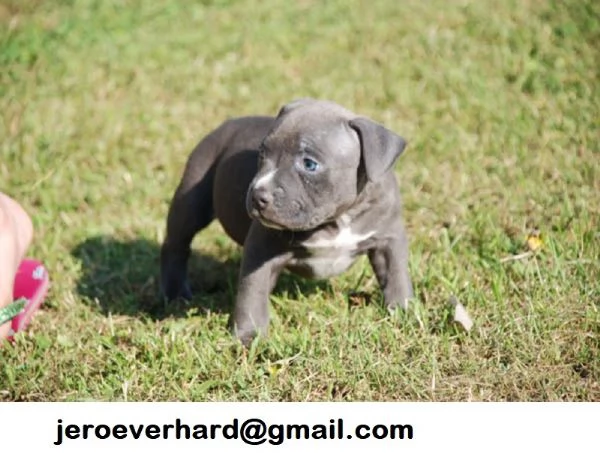 Cuccioli di American pitbull terrier