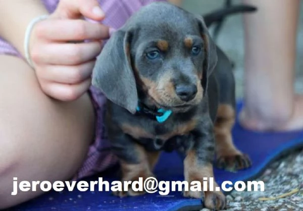 Cuccioli di bassotto in miniatura