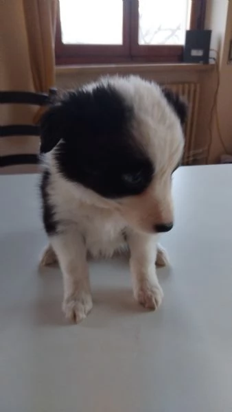 La carica deib6 cuccioli di Border, batuffolo di pelo ed amore, pronti per una famiglia gentile., di