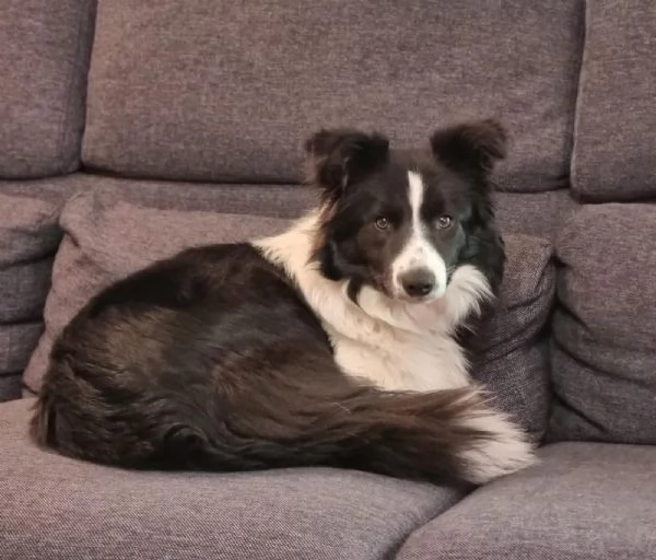 La carica deib6 cuccioli di Border, batuffolo di pelo ed amore, pronti per una famiglia gentile., di | Foto 3