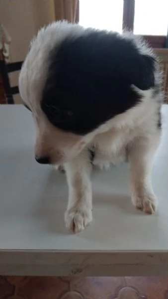 La carica deib6 cuccioli di Border, batuffolo di pelo ed amore, pronti per una famiglia gentile., di | Foto 2