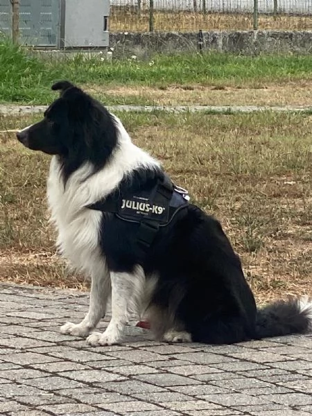 La carica deib6 cuccioli di Border, batuffolo di pelo ed amore, pronti per una famiglia gentile., di | Foto 1