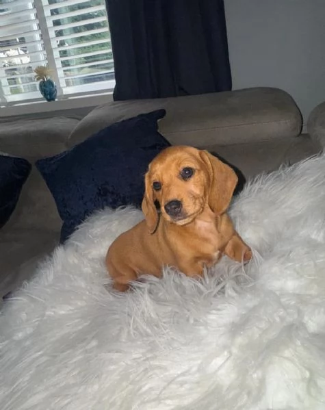 Cuccioli di Bassotto Nano | Foto 4