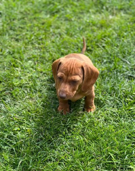  Cuccioli di Bassotto Nano | Foto 2