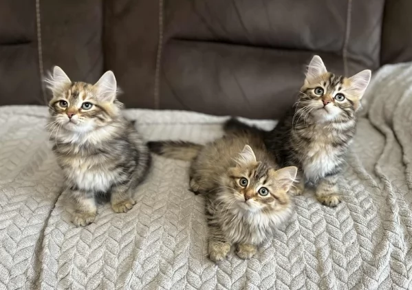 Molto amati Siberiann disponibile