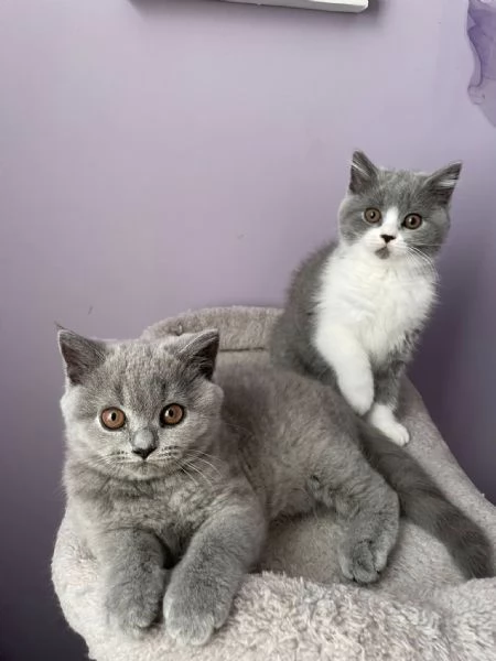 Gattini British Shorthair | Foto 0
