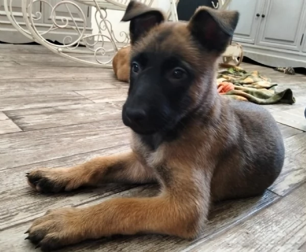 Vendo cuccioli di pastori Belga Malinois | Foto 0