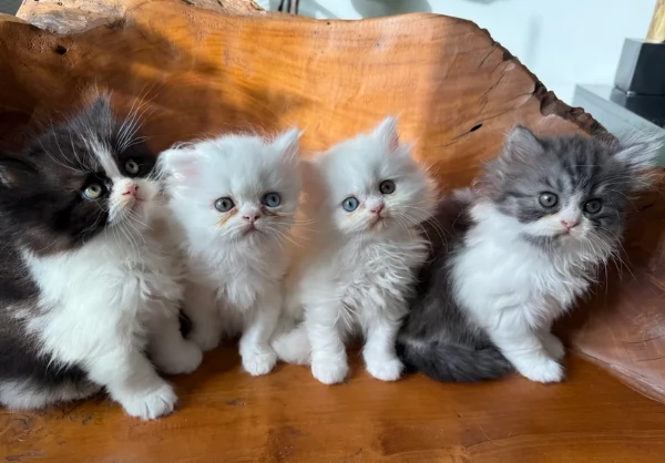 Belli gattini di Persi