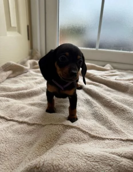 Cuccioli di bassotto | Foto 3