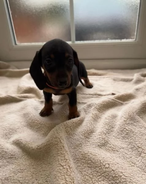 Cuccioli di bassotto | Foto 1