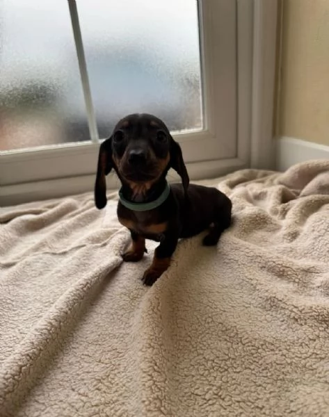 Cuccioli di bassotto | Foto 4