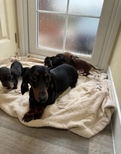 Cuccioli di bassotto | Foto 3