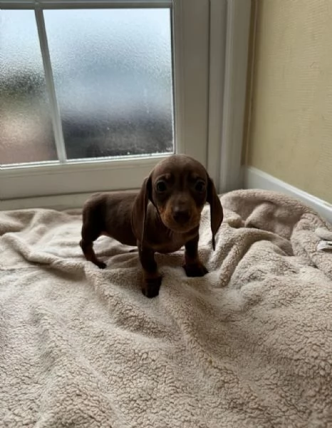 Cuccioli di bassotto