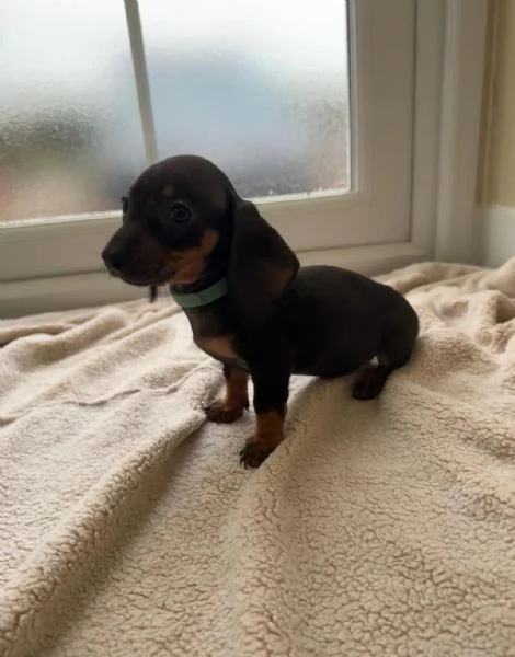 Cuccioli di bassotto | Foto 0