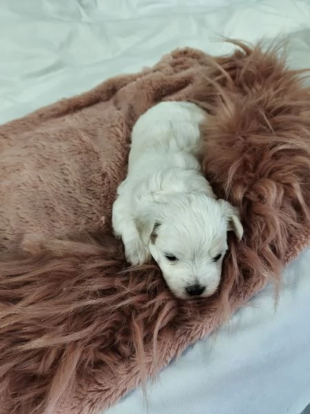 Vendita cucciola maltese