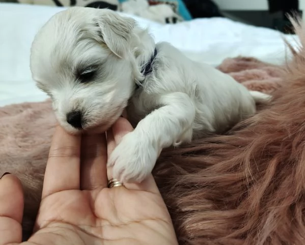 Vendita cucciola maltese | Foto 1