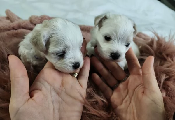 Vendita cucciola maltese | Foto 0