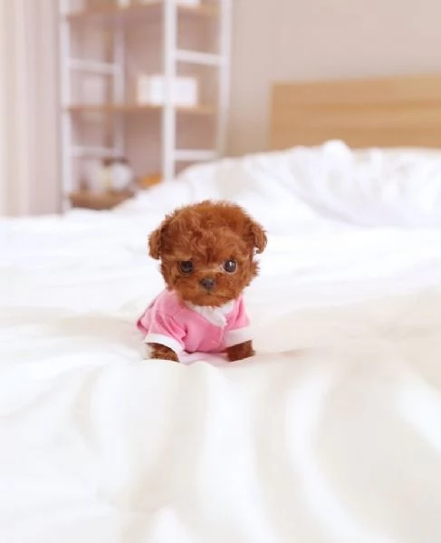 BARBONI TOY MINI ROSSI femmine e maschi GRATIS