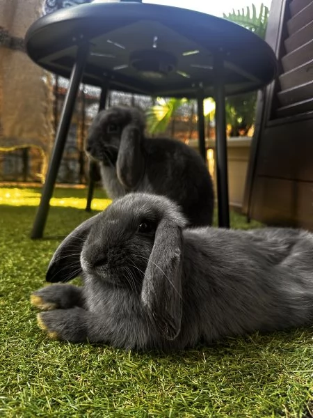 Coniglio nano ariete 