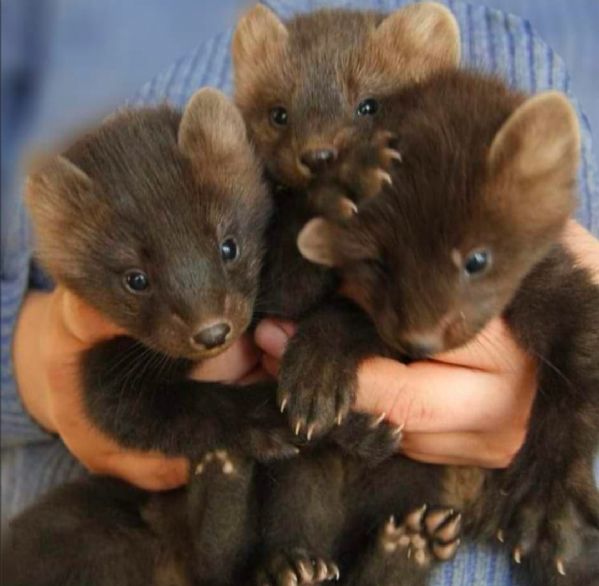 Cuccioli di furetti disponibili gennaio 2026  | Foto 3