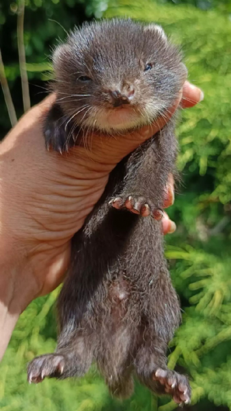 Cuccioli di furetti disponibili gennaio 2026  | Foto 1