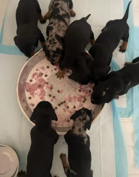 Cuccioli di Bassotto - Cuccioli Italiani di Alta Qualità | Foto 1