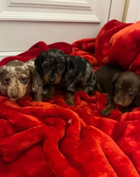 Cuccioli di Bassotto - Cuccioli Italiani di Alta Qualità | Foto 0