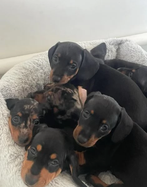 Cuccioli di Bassotto - Cuccioli Italiani di Alta Qualità