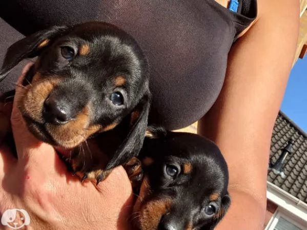 Cuccioli di Bassotto - Cuccioli Italiani di Alta Qualità | Foto 2
