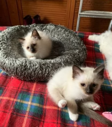 Bellissimi gattini sacro di Birmania